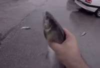 Los peces cayeron del cielo en Irán