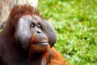 Orangután atacó a un visitante en el zoológico de Indonesia